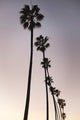 "Palm Tree Silhouettes" Fine Art Canvas Print, 48"x72"