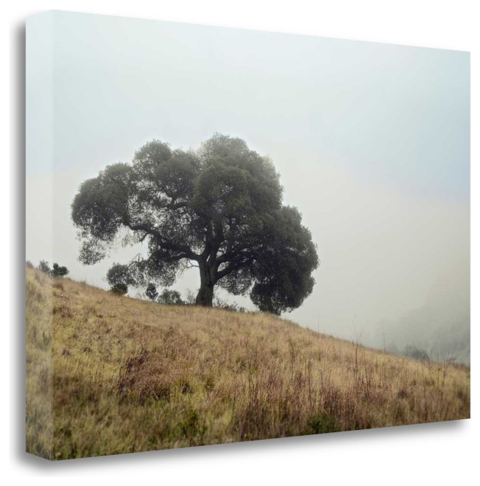 "Oak Tree - 53" By Alan Blaustein, Giclee Print on Gallery Wrap Canvas