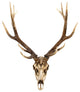 Deer Skull Wall Decor