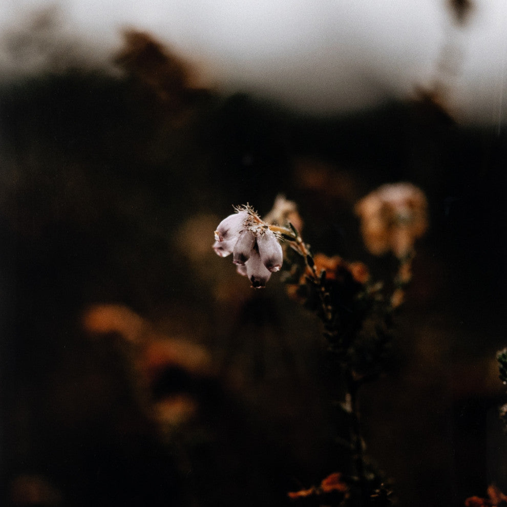 Escape Ii By Annie Spratt