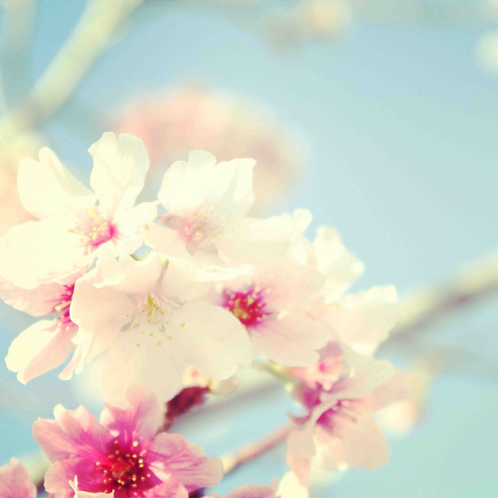 "Cherry Tree in Bloom" Painting Print on Canvas by Irena Orlov