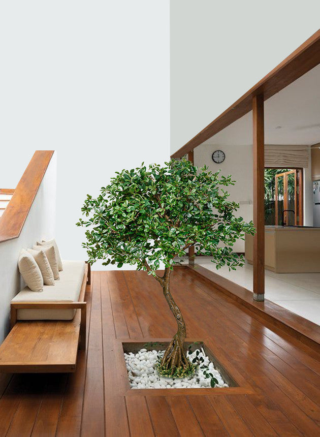 Serene Spaces Living Schefflera Umbrella Tree Plant, 75"