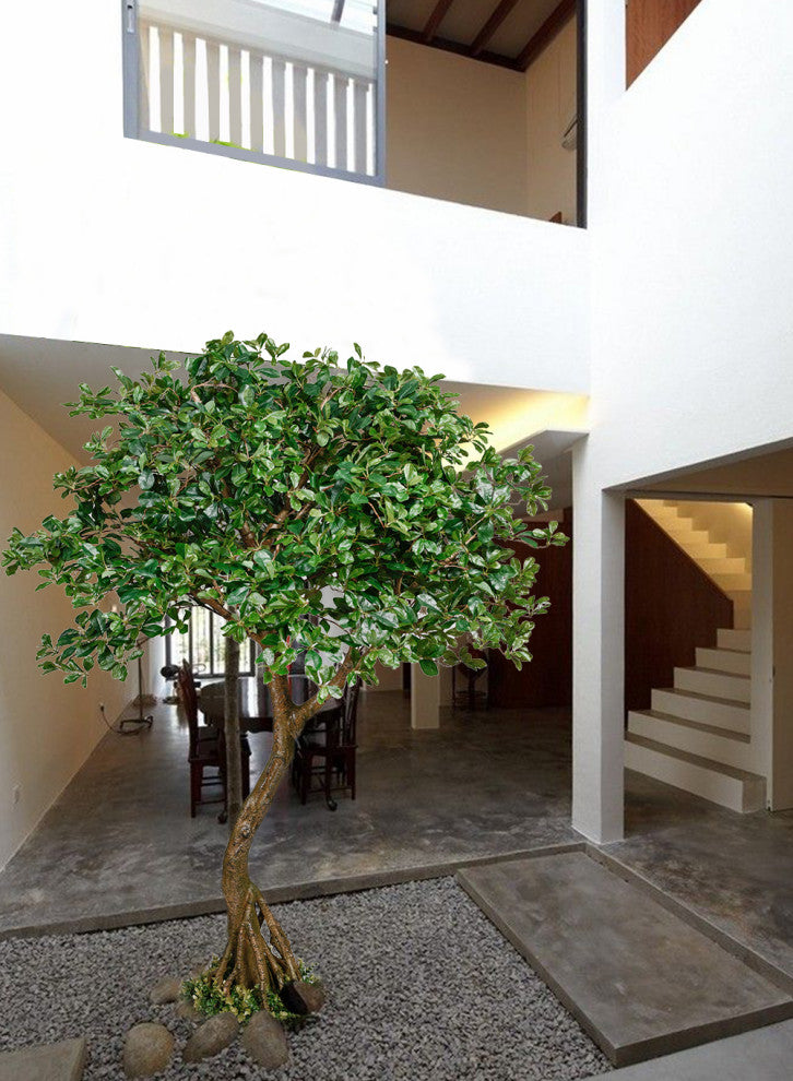 Serene Spaces Living Schefflera Umbrella Tree Plant, 75"