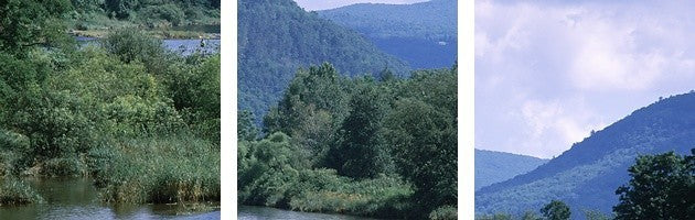 "River flowing through a forest, Delaware River, Delaware County, New York St...