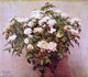 Henri FantinLatour Rose TreesWhite Roses Premium Canvas Print