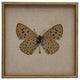 Moth Print 4, Shadowbox