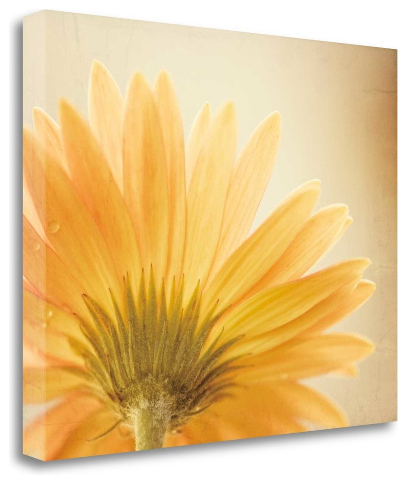 "Butterscotch" By Carolyn Cochrane, Giclee Print on Gallery Wrap Canvas