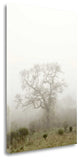"Oak Tree - 63" By Alan Blaustein, Giclee Print on Gallery Wrap Canvas