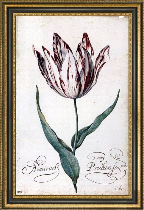 Balthasar Van der Ast Tulip Framed Premium Canvas Print, 16"x24"