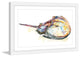"Horseshoe Crab" Framed Print by Rachel Byler