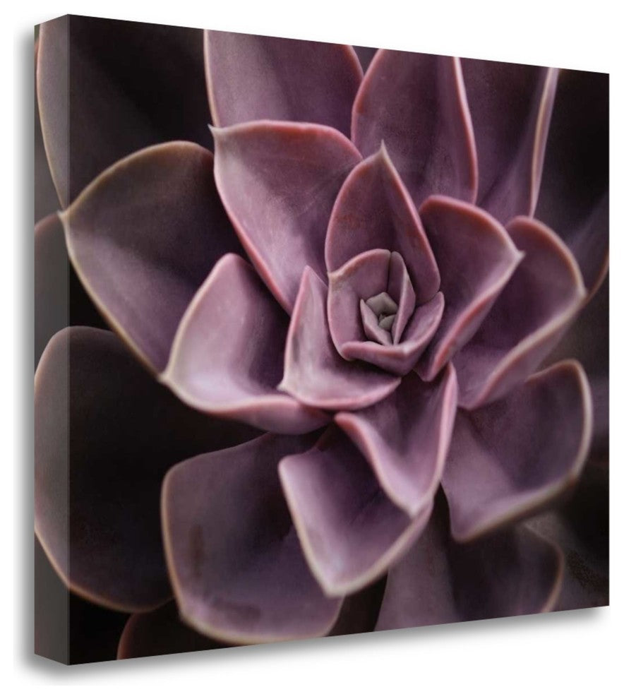 "Echeveria I" By Andrew Levine,Ready to Hang Giclee Print on Gallery Wrap Canvas