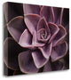 "Echeveria I" By Andrew Levine,Ready to Hang Giclee Print on Gallery Wrap Canvas