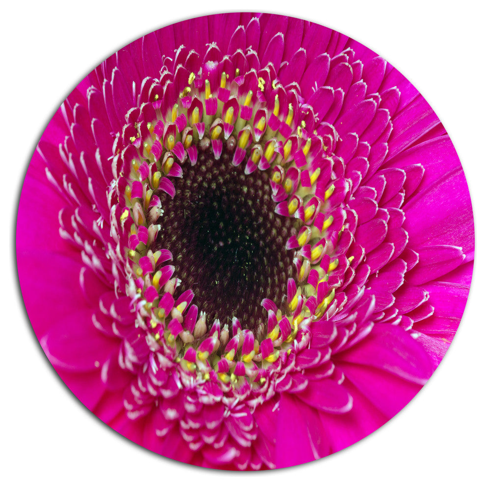 Center Of Gerbera Flower Close-Up, Flowers Disc Metal Artwork, 23"