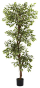 6' Variegated Ficus Tree