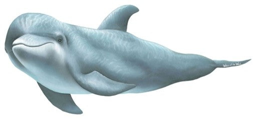 Dolphin2 Peel and Stick Applique 41513