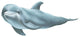 Dolphin2 Peel and Stick Applique 41513