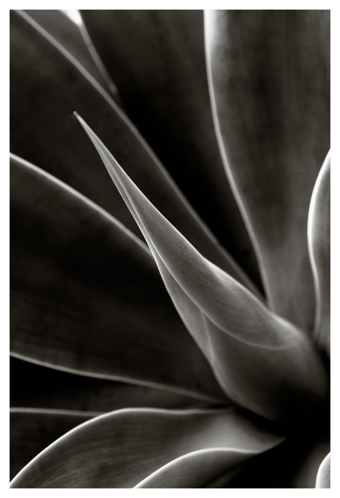 AGAVE #2, Black and White, 20x30