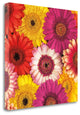 "Splash Of Color I" By Assaf Frank, Giclee Print on Gallery Wrap Canvas