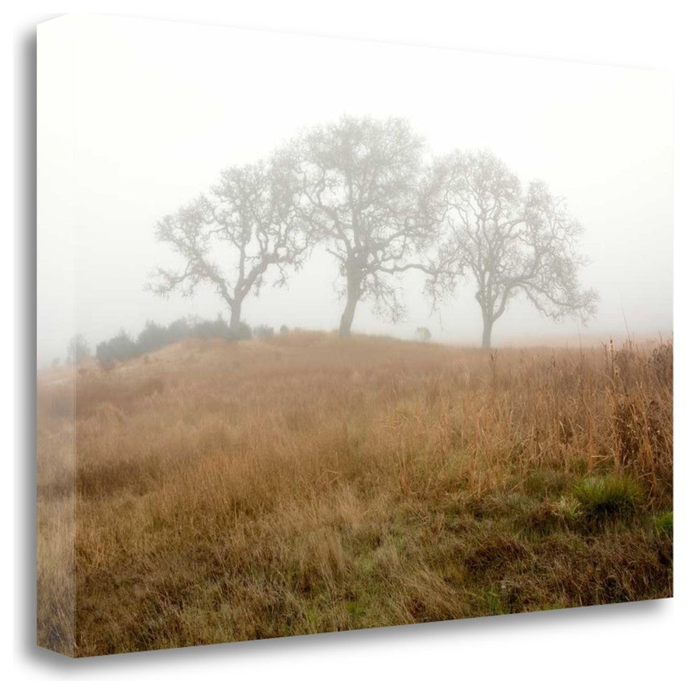 "Oak Tree - 16" By Alan Blaustein, Giclee Print on Gallery Wrap Canvas