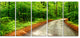 "Pathway in Deep Moss Forest" Landscape Art Print Canvas, 5 Panels, 60"x28"