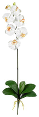 Phalaenopsis Stem, Set of 12, Cream