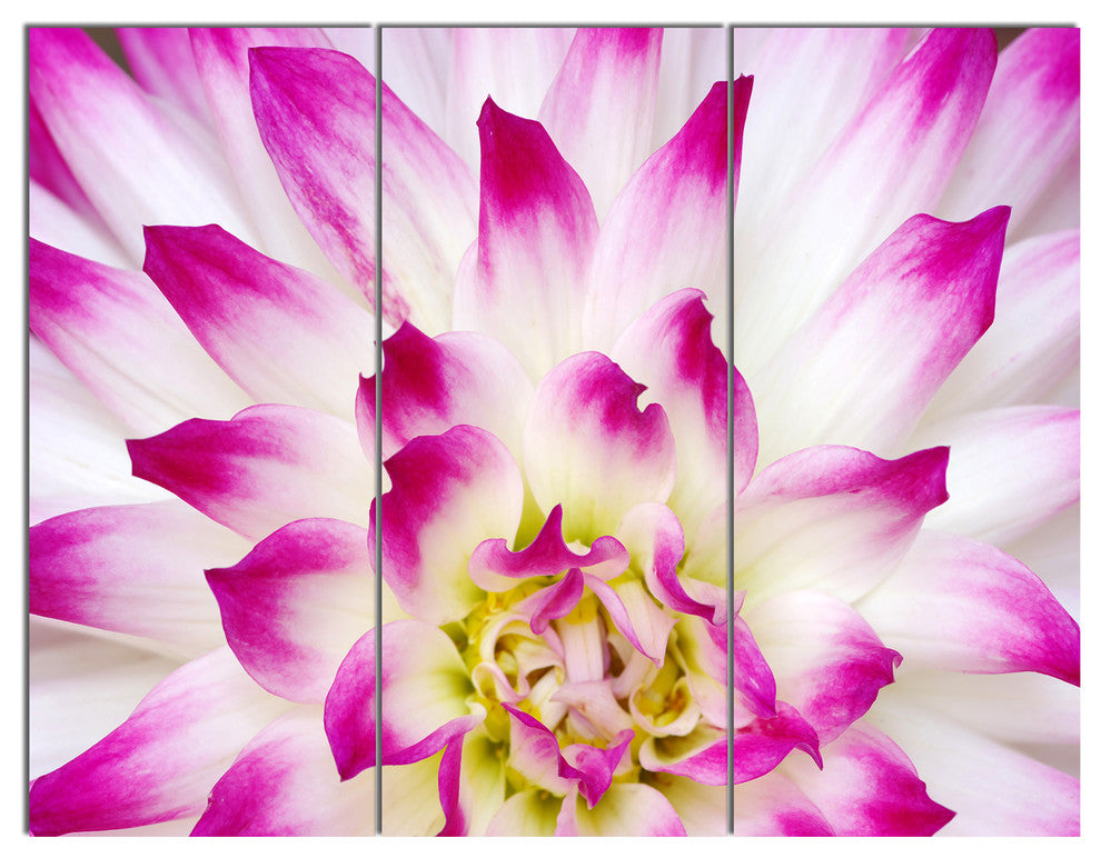 Smooth White Rose Floral Petals, Floral Triptych Canvas Print, 36x28, 3 Panels