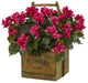 Bougainvillea Flowering Plant, Rustic Wood Planter