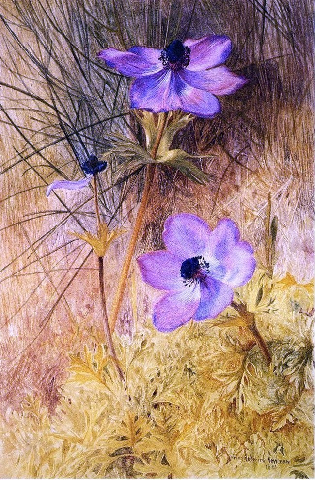 Henry Roderick Newman Florentine Wild Anemones Premium Canvas Print