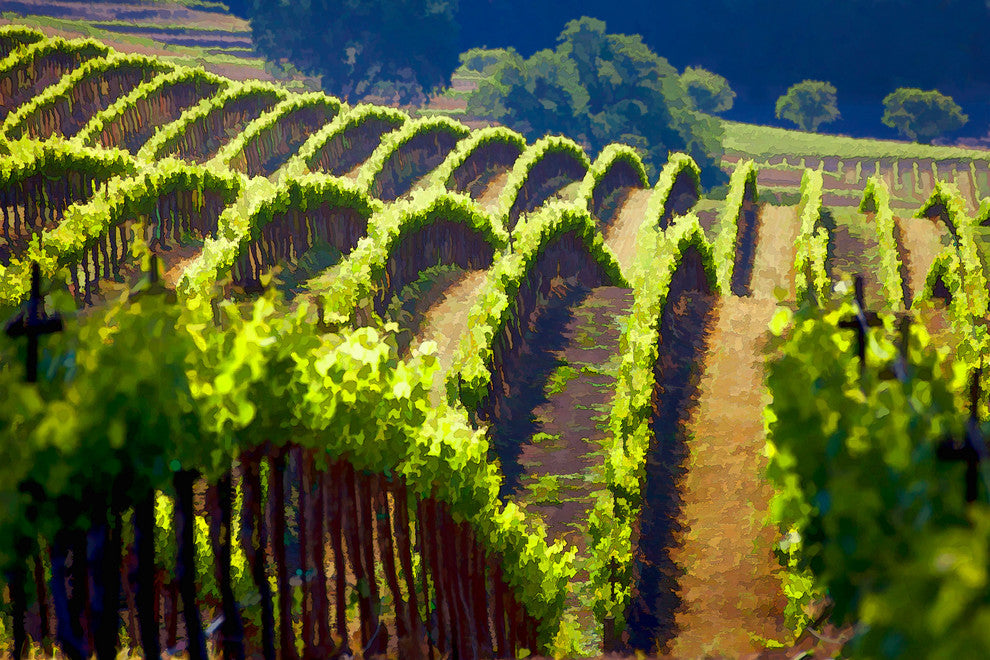 Rolling Vineyard Art, Canvas Giclee, 18"x12"