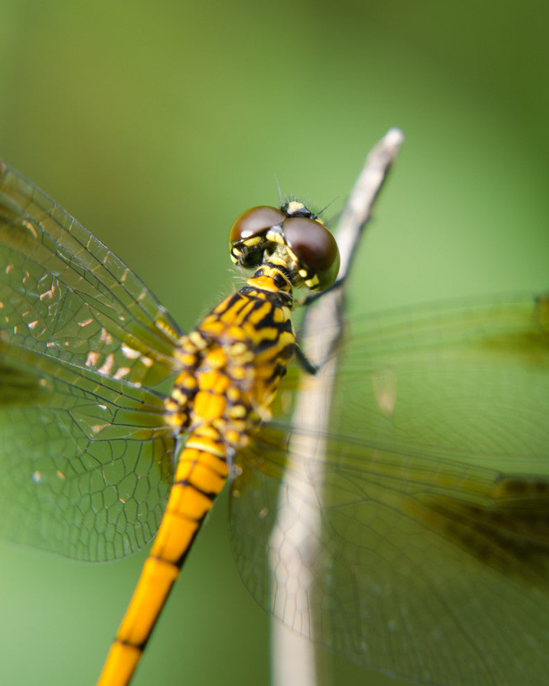 Dragonfly at Bombay Hook Wildlife Photography Unframed Wall Art Print, 8" X 10"