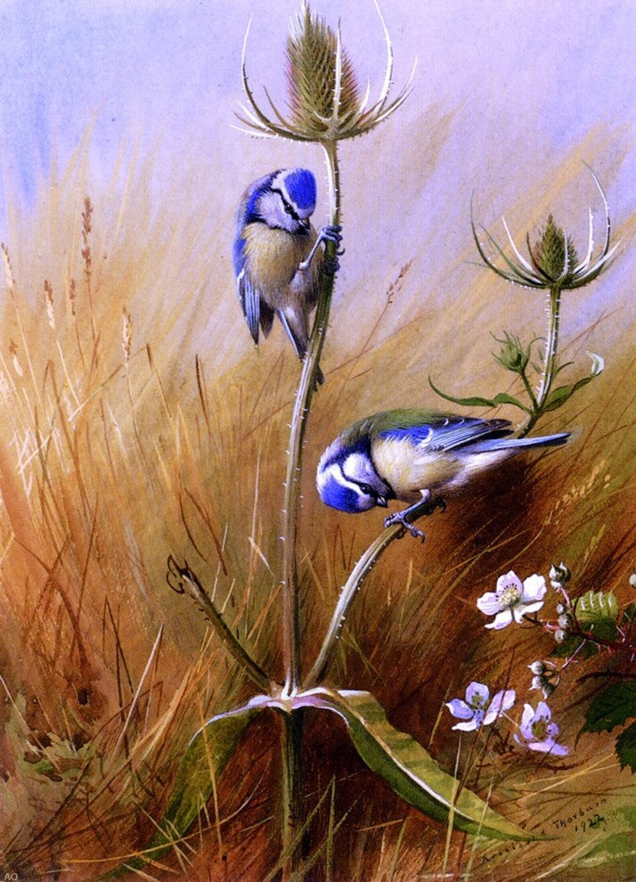 Archibald Thorburn Bluetits On A Teasel - 18" x 27" Premium Canvas Print