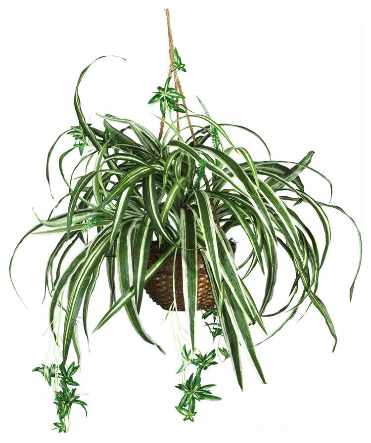 Spider Hanging Basket Silk Plant