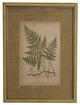 Fern Print With Burlap Mat