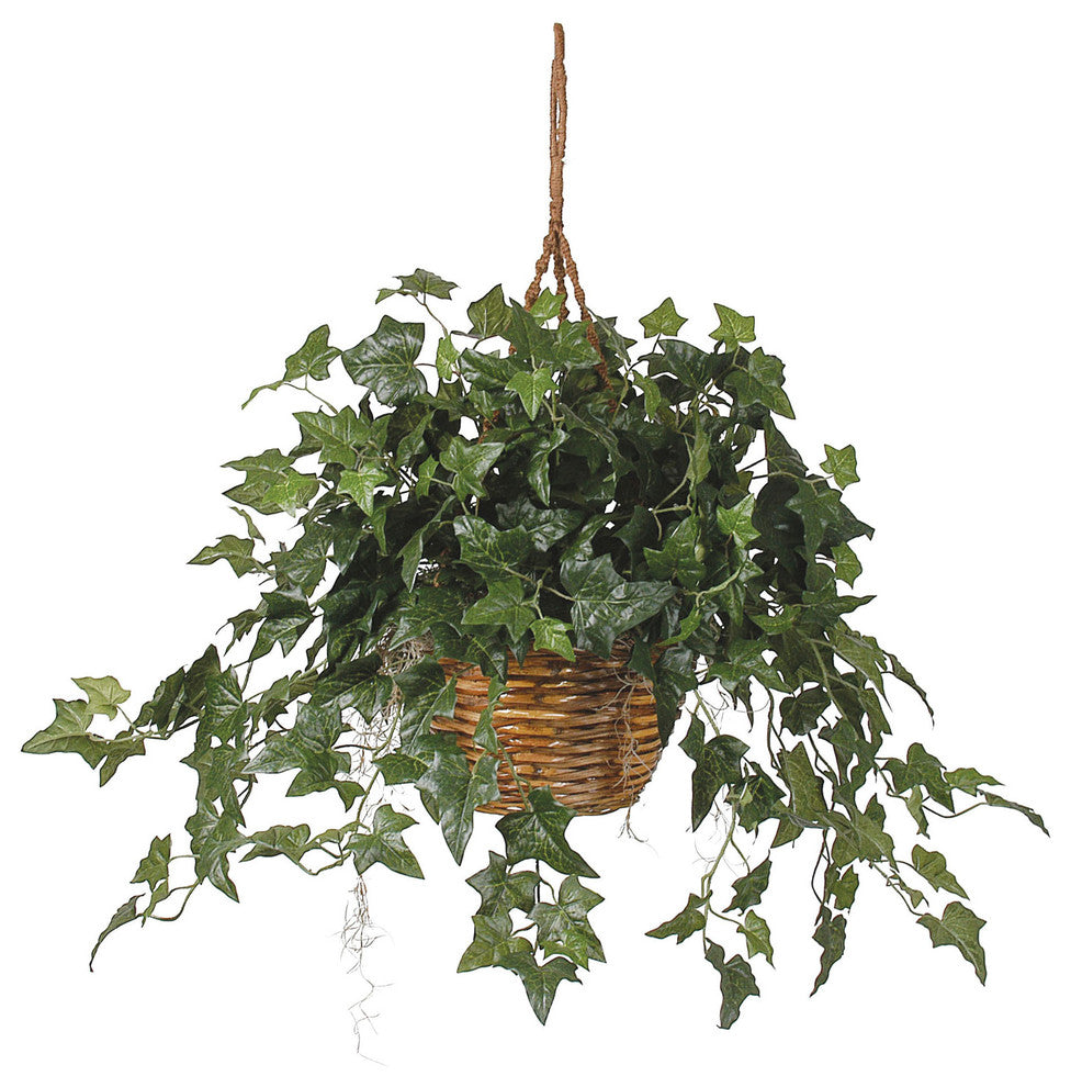 English Ivy Hanging Basket