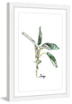 "Herb Sage" Framed Print by Rachel Byler