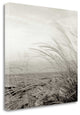 "Tuscan Coast Dunes - 1" By Alan Blaustein, Giclee Print on Gallery Wrap Canvas