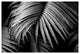 FERN #1, Black and White, 24x36