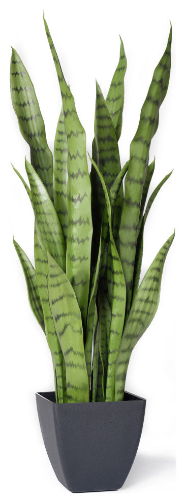 Serene Spaces Living Sansevieria Trifasciata Snake Plant, 28"
