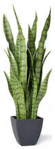 Serene Spaces Living Sansevieria Trifasciata Snake Plant, 28"