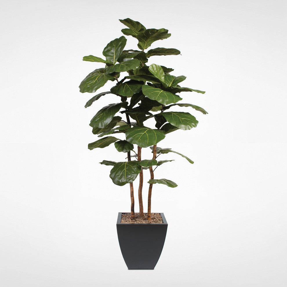 7' Brazilian Fiddle Leaf Tree With Real Wood Trunks in Metal Planter, Black