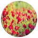 Beautiful Poppy Flowers Background, Flower Disc Metal Wall Art, 11"