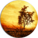 African Tree Silhouette, Landscape Photo Large Disc Metal Wall Art, 36"