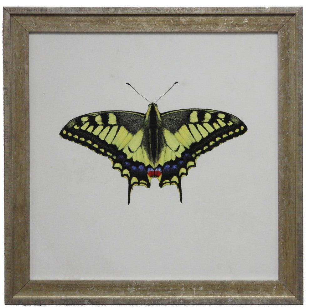 Bright Yellow Butterfly, Vintage Cream And Gold Moulding