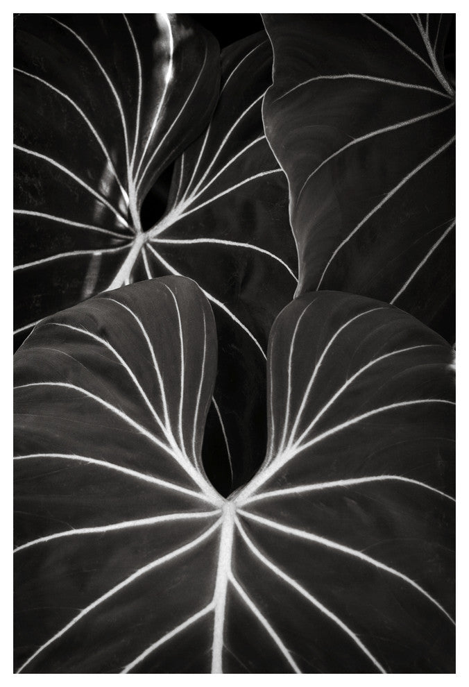 PLANT PATTERN #2, Black and White, 40x60