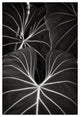 PLANT PATTERN #2, Black and White, 40x60