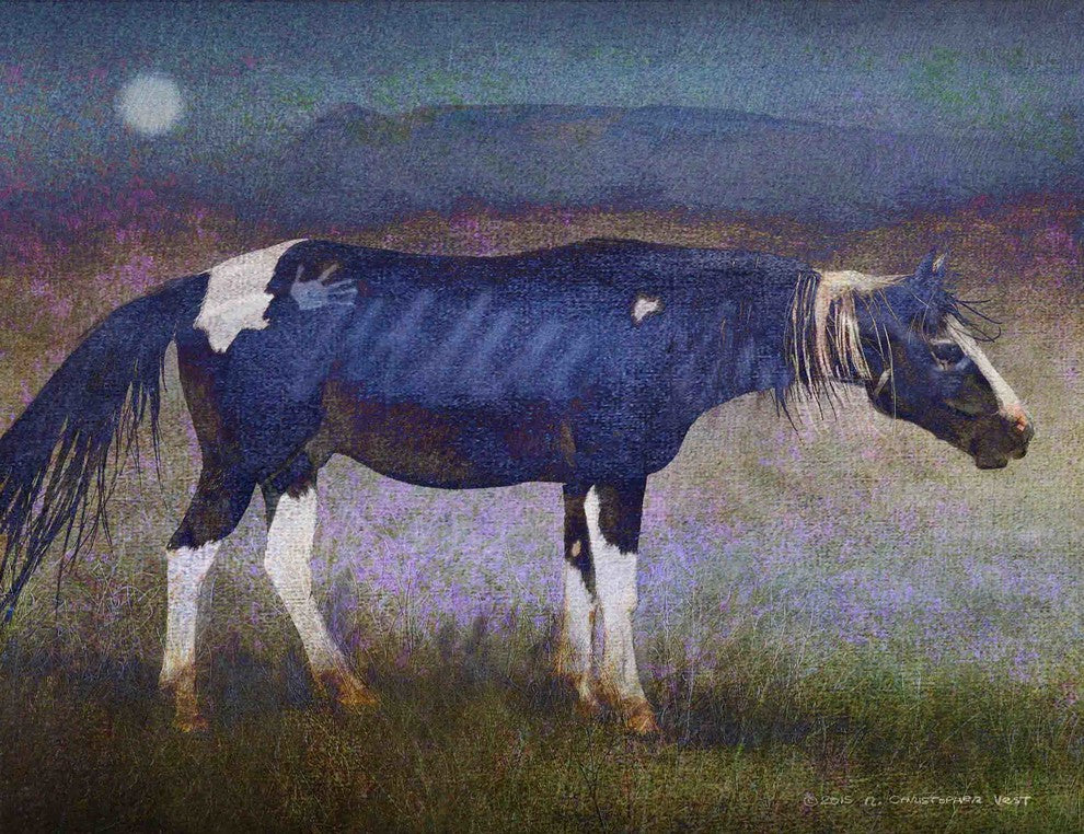 "Black Horse" Painting Print on Canvas by Chris Vest