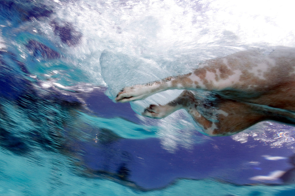 Underwater Photography "Pup Fiction", 20x30