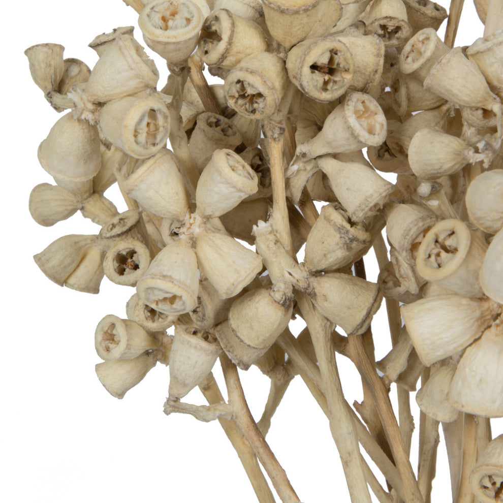 Natural Botanicals 11" x 2-4" Conical Gum Branch, 20 stems, Bleached, 11" x 2-4"