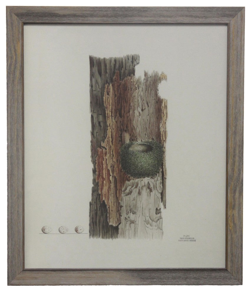 Green Nest, Tree Plate XLVI, Barnwood Frame