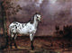 Paulus Potter A Spotted Horse - 21" x 28" Premium Canvas Print